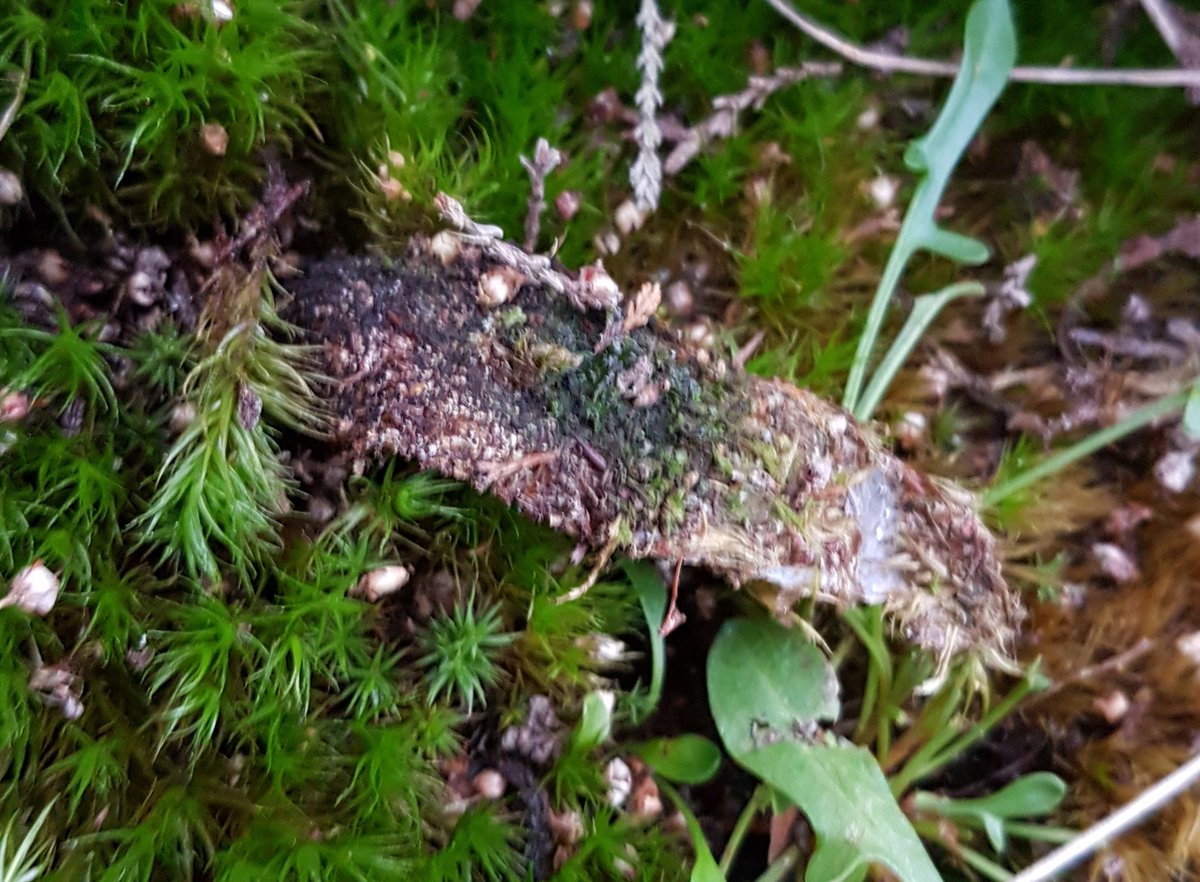 mattprince1969's tweet photo. Oooh... Atypus affinis Purse Spider Web, not a bad start to operation #snowflea #supportNWT https://t.co/k0GtrnYfj5