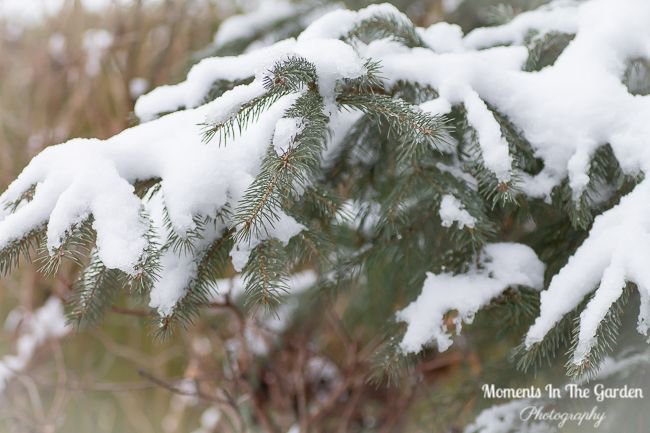 MomentsintheG's tweet photo. I guess I really did speak too soon. Significant snowfall this week in the Fintry Delta. #significantsnowfall #fintrydelta #wintergarden #winterwonderland #momentsinthegardenphotography https://t.co/BAebC0No5O