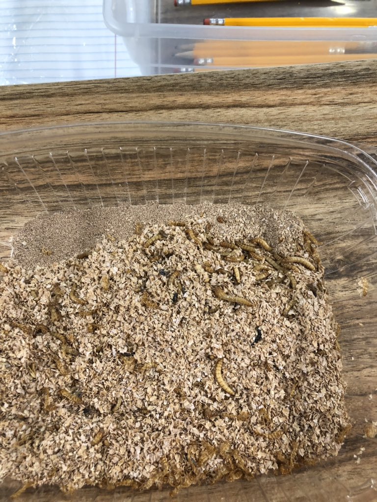 e_barchers's tweet photo. Leaning animal life cycles with mealworms (part 1). #3rdgraderocks @MrsStalkerHMC @HMC1Proud @HMC1MeYouUs @CompassHMC1 https://t.co/KphPS55rRz
