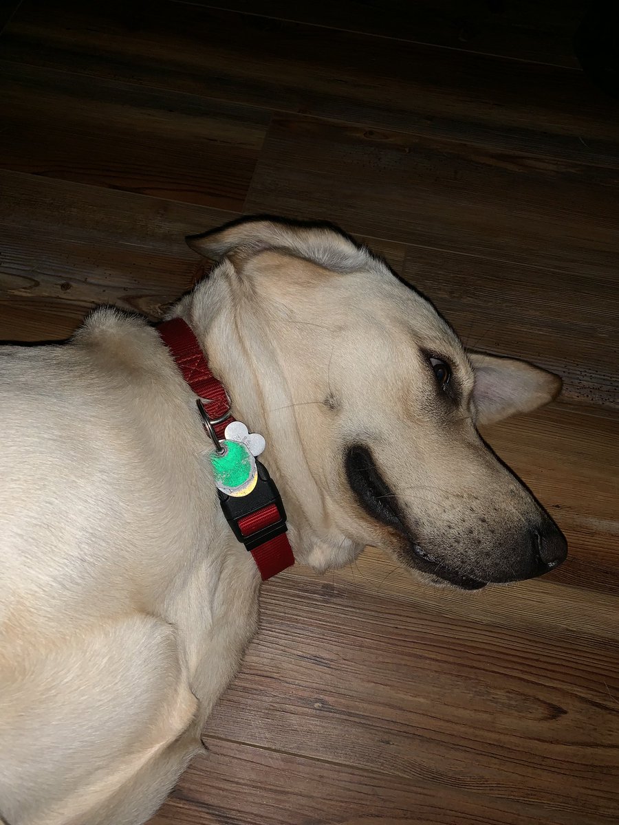 squackyvoice's tweet photo. Does anyone else feel like their dog is so adorable, he/she should be a dog model?! I do.... and here’s why👇🏻 #Cosmo #BFF #HeSmiles #YellowLab❤️❤️ https://t.co/LUHY4JB9cn