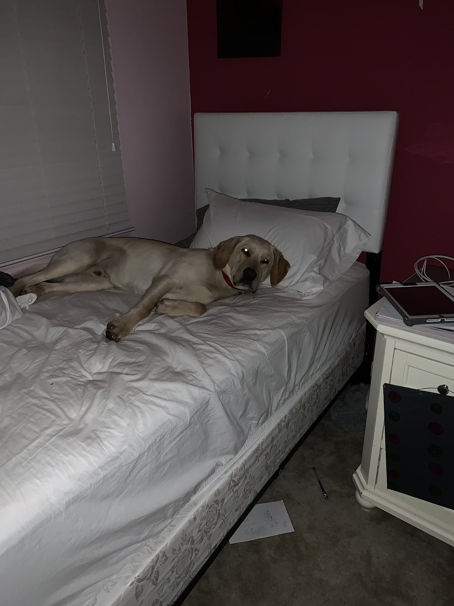 squackyvoice's tweet photo. Does anyone else feel like their dog is so adorable, he/she should be a dog model?! I do.... and here’s why👇🏻 #Cosmo #BFF #HeSmiles #YellowLab❤️❤️ https://t.co/LUHY4JB9cn