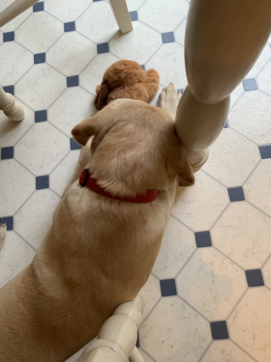squackyvoice's tweet photo. Does anyone else feel like their dog is so adorable, he/she should be a dog model?! I do.... and here’s why👇🏻 #Cosmo #BFF #HeSmiles #YellowLab❤️❤️ https://t.co/LUHY4JB9cn