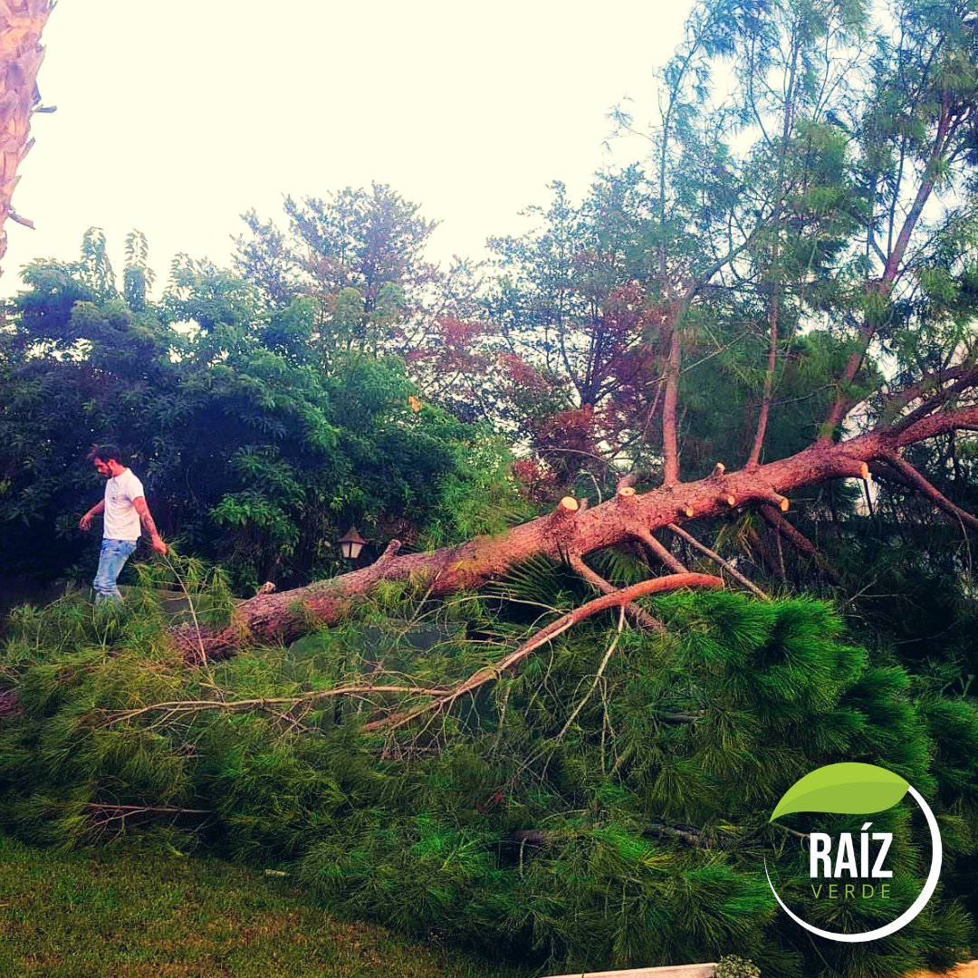 Raiz__Verde's tweet photo. 😱 ¿Te da miedo ese árbol  cerca del tejado que se tambalea mucho con el aire? 
¿Crees que algunas ramas están apunto de caer? RAÍZ VERDE se encarga de todo.

#poda #tala #podaenaltura #jardinería #palmera #fumigaciones https://t.co/ZADBpLWYWf
