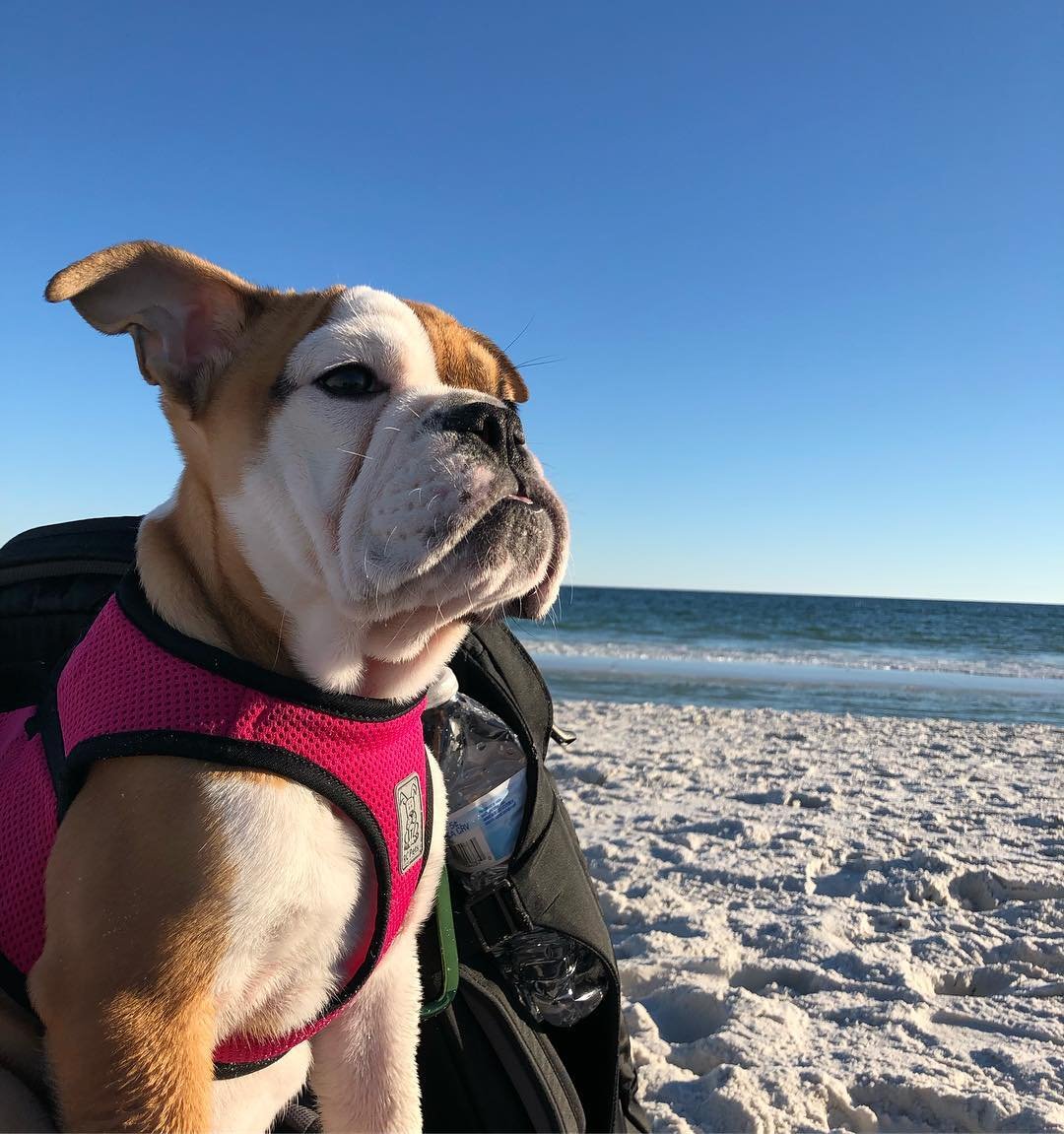 VisitPensacola's tweet photo. I see....THE WEEKEND 📷 @nicole_jeanine #CLPets #slpets #experiencepcola https://t.co/QJWqnrpikd