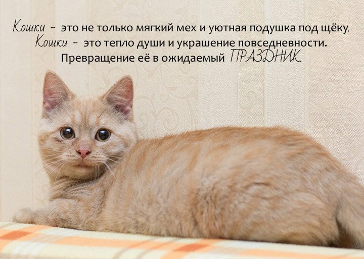 zverikivdar's tweet image. #Москва #ищудом
Веснушка - хохотушка. 🙂Уютный плюш... Теплый и мягкий...
В этой кошке коктейль положительных эмоций! Он просто выплескивается на окружающих и делает их счастливыми. Она ещё котёнок-подросток, 5 месяцев.
Лоток наша приличная барышня освоила на 5+.
8-985-364-30-05