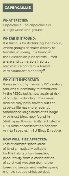NatureChampions's tweet photo. New report by @ScotLINK and @WWFScotland highlights pressures of Climate Change on our most vulnerable habitats & species including Capercaillie, which has a @ScotParl Species Champion, @jhalcrojohnston Full report here: https://t.co/CwrYizTnNO 🌍 #NatureonRedAlert https://t.co/iCFXl0o4LZ
