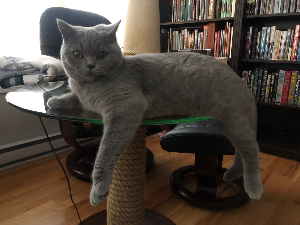 cskovacs's tweet photo. @SubPress @KatWithSword Shadow also likes to relax and chill out in the den / library...with SubPress editions of Harlan Ellison and Philip José Farmer among the books behind him...as well as Jasper Fforde and Dick Francis...
#picsofmeowsandbarks https://t.co/6vTK20iJLu