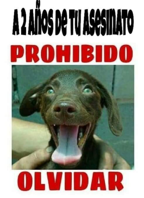 refuasis's tweet photo. PROHIBIDO OLVIDAR A CHOCOLATE 
A dos años de su sufrimiento y muerte por caer en manos de una persona que lo despellejo vivo. 

BASTA DE MALTRATO ANIMAL 🐾🚫 https://t.co/GZkXuvpRLS