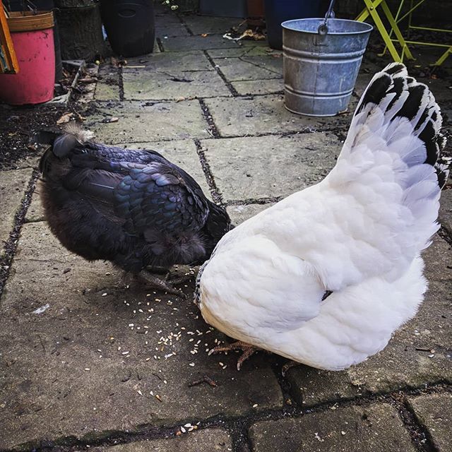jackieloveclogs's tweet photo. Bottoms up #outsidetheworkshop
Doris and Dolly are growing new knickers , having moulted again in the coldest months. Doris still needs a tail, Dolly blatantly shed all hers in one go and is now in fine fettle!
#hens #clog #workshop #clogmaker #cloglife … https://t.co/XUUR2N8Qji https://t.co/HnCGEW6vfr