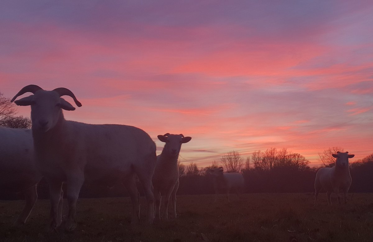 Photo-bombing sheep whilst snapping a pic of the amazing sunset this evening. 🙂