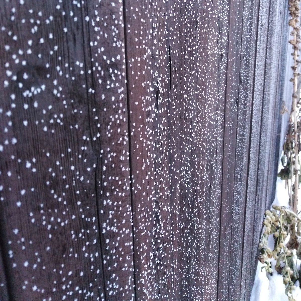 PolyakAniko's tweet photo. Január 11.
#napihepi Mint amit gyöngyökkel díszítettek volna. 😊❄️ https://t.co/rrBTy9U1JH