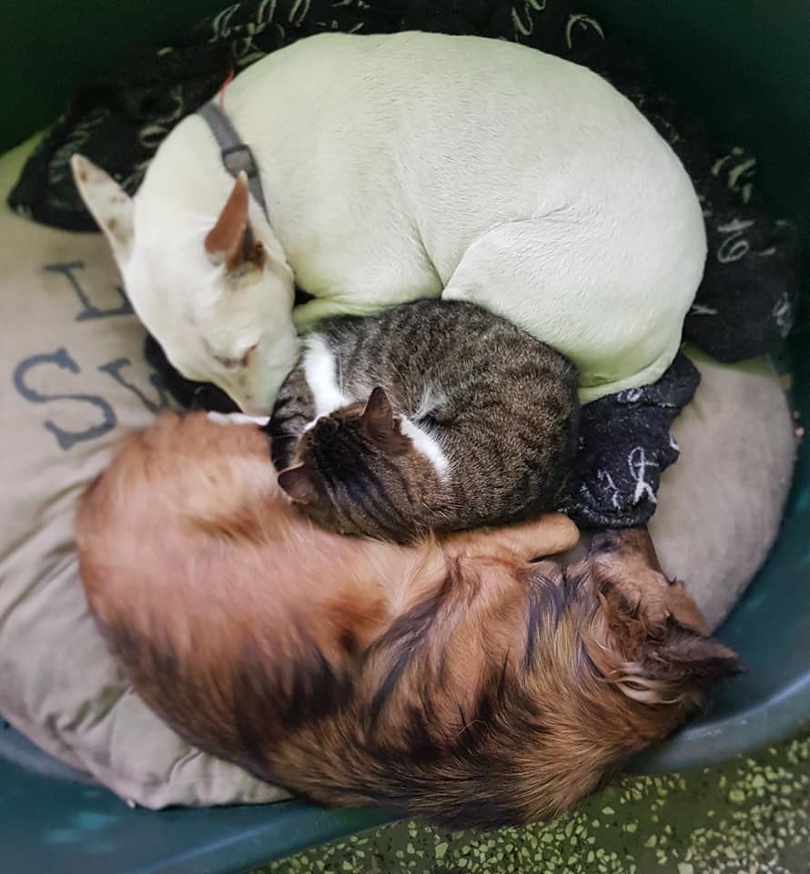 RSDR's tweet photo. All cosy at the house. Rosie, Leo Bear, Angel, Joey and Yoki. #happydogs #cosydogs #rescuedogs https://t.co/vF7UTVjO1E