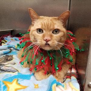 ssmhs's tweet photo. Butternut is a friendly 8 year old spayed and declawed female cat who is looking for a new home. She is easy going, does well with calm cats, may be good with quiet dogs and kids. 
https://t.co/nqgr9clEvG https://t.co/fKzwUlta4f