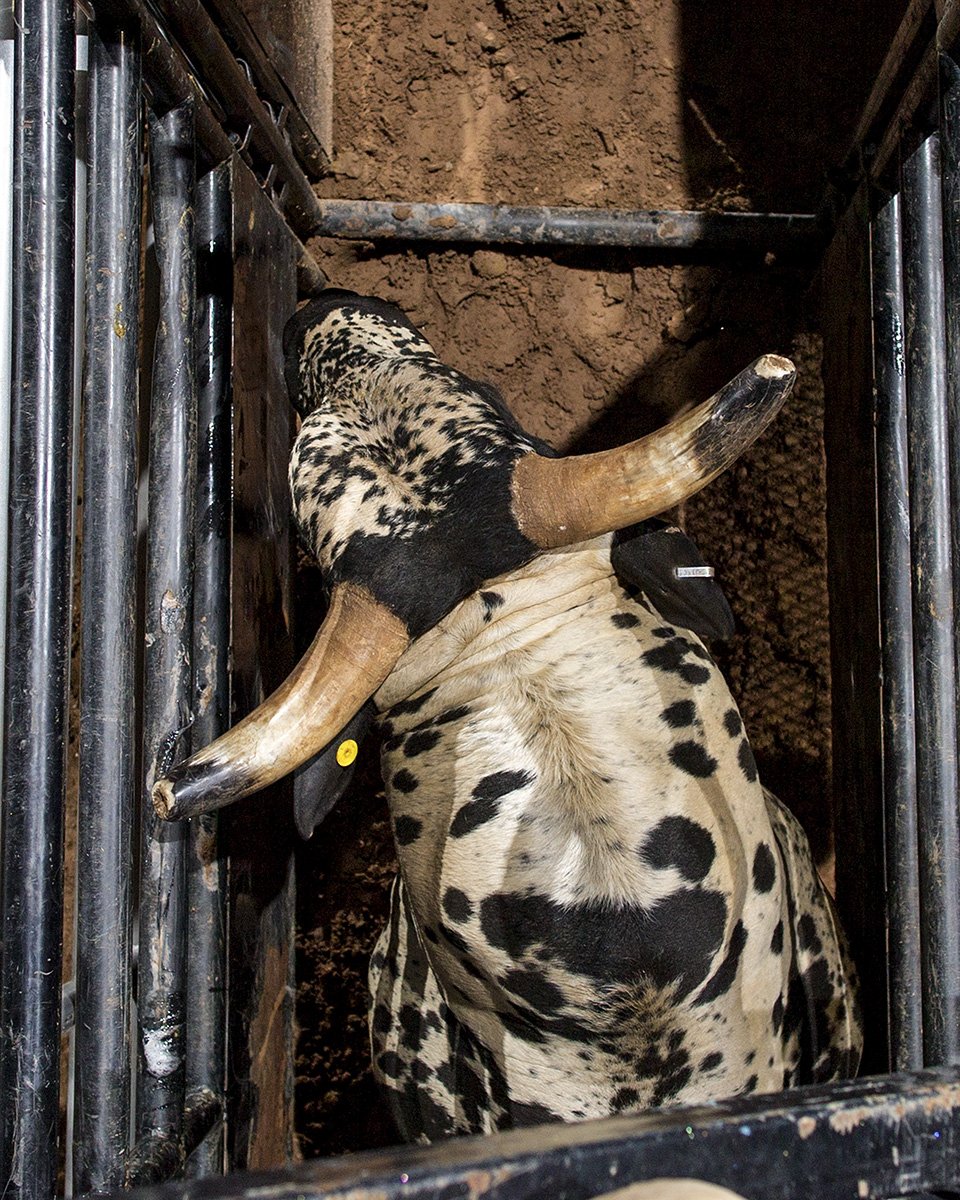 CBRbull's tweet photo. Ready to open the gate on 2019!

The Million Dollar Bull Team Challenge kicks off in Youngstown, OH January 25th &amp; 26th. Check out the full #BTC schedule at https://t.co/3daV19FdIv! https://t.co/EsMtnIztMw