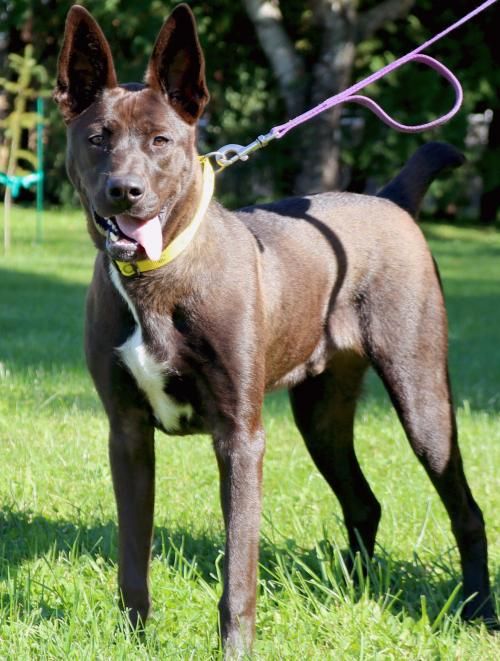 HSofJeffersonWI's tweet photo. I'm Scooby, a young boy who is intelligent and loves to learn. I'm very motivated to perform, so I need a dog savvy adopter who views me as not just a pet, but also as a partner. My adoption fee is half price! https://t.co/NiXISx7afy #dogsoftwitter #adopt #featuredpets https://t.co/ICFIeq0MyM
