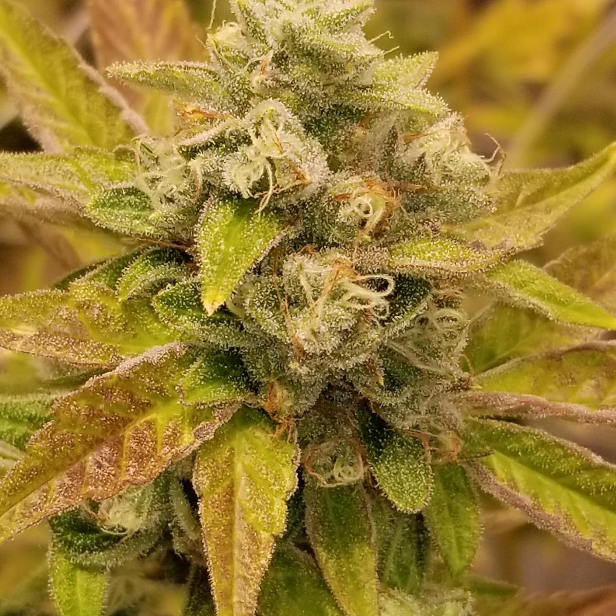 NaturesGiftShop's tweet photo. Feast your eyes on this snapshot of #fortunecookies !
Fortune Cookies is a #hybrid strain and a delicious cross of #girlscoutcookies and #ogkush
#cannabiscommunity #cannabisculture #denverdabbers #kush #medicine #legalizemarijuana https://t.co/m1nvxkarBI