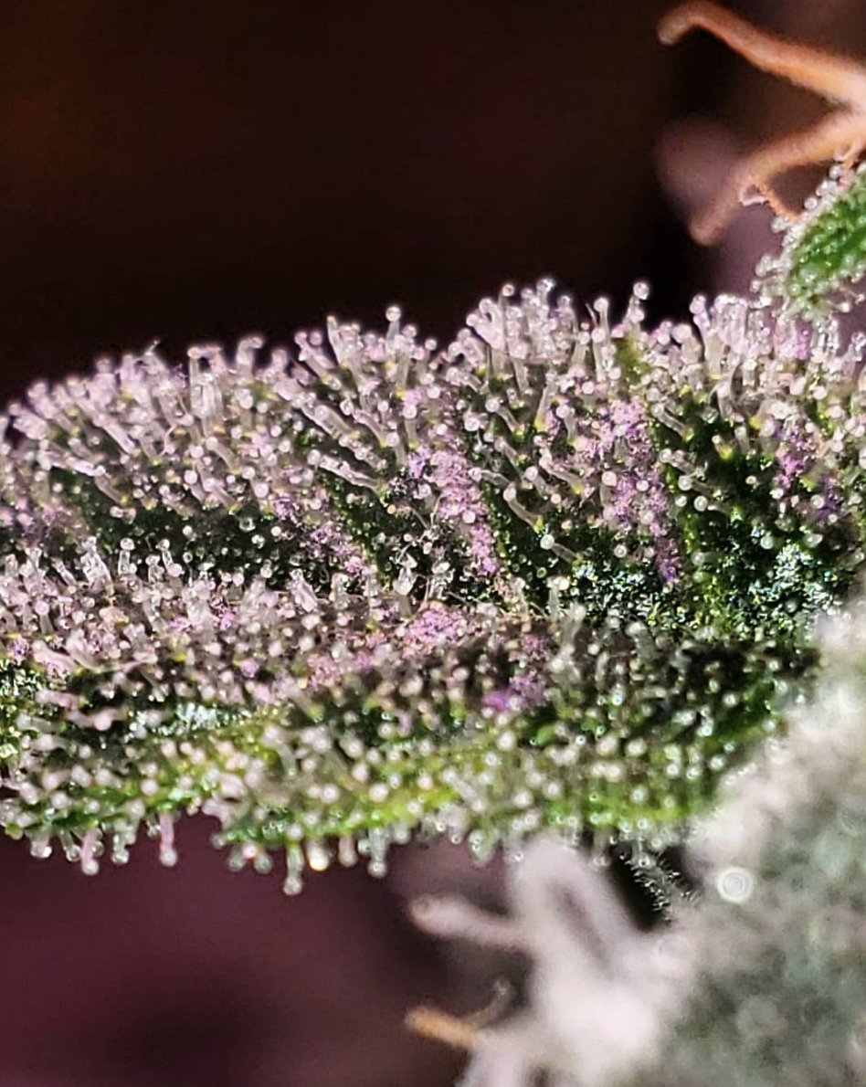 AceTheGrow tweet media