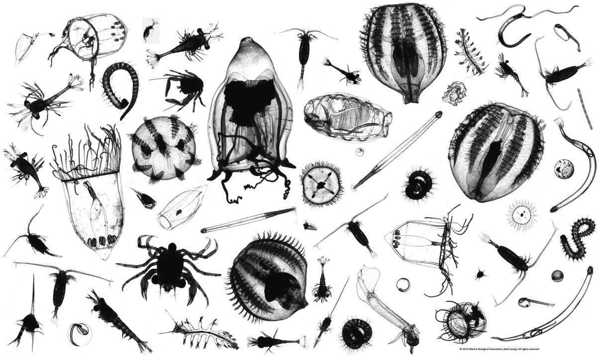 Thanks Rob Camp @CPRSurvey @thembauk for a fabulous @flowcam montage of plankton. Now my desktop screensaver! #planktongeek