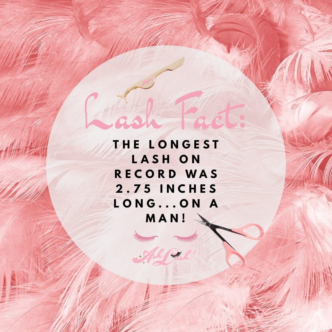 #LashFact #DidYouKnow: The longest #LASH on record was 2.75 inches . . . on a MAN!  

Oh, the JEALOUSY! 💞 That's okay, add an #AshLash to your #lashline, and we're sure you will forget this fab fact, fast!  SHOP NOW: ash-lash.com