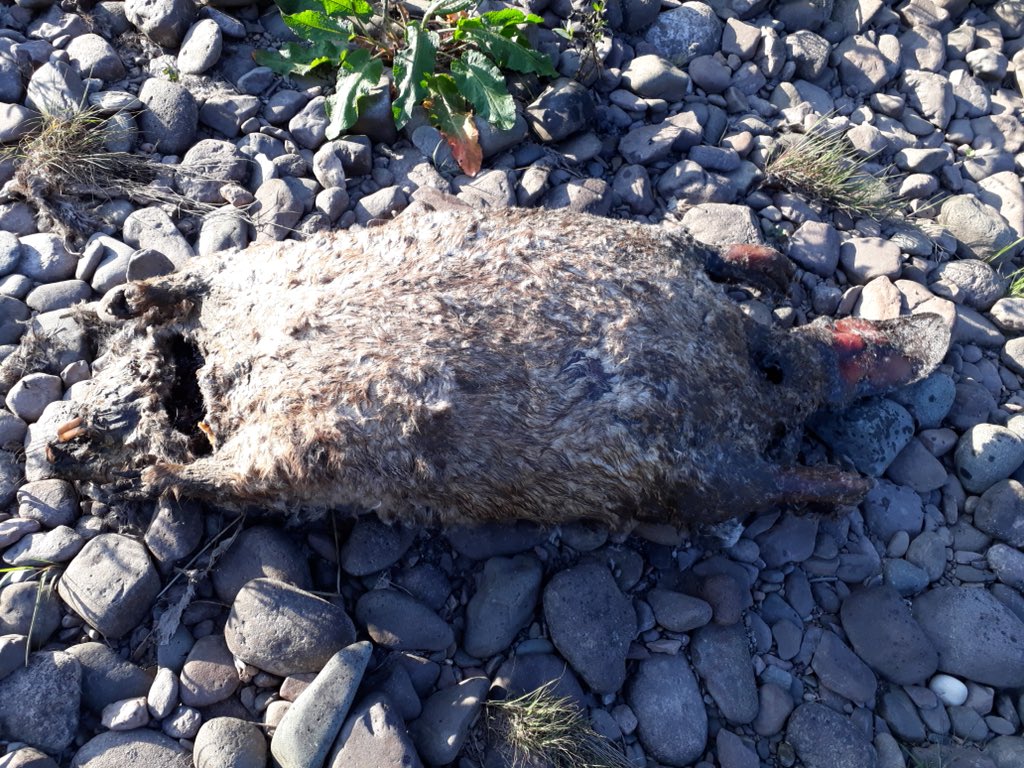 RewildScotland's tweet photo. Pls RT - another two beavers shot in Perthshire, May and Oct 2018. We need @scotgov to give these animals legal protection. @strathearnrose 
@MairiGougeon https://t.co/8wXPEwKrM6