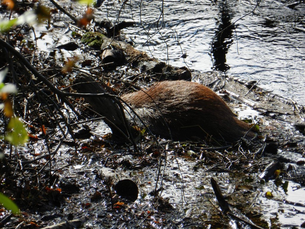 UK Wild Otter Trust (@WildOtterTrust) | Twitter