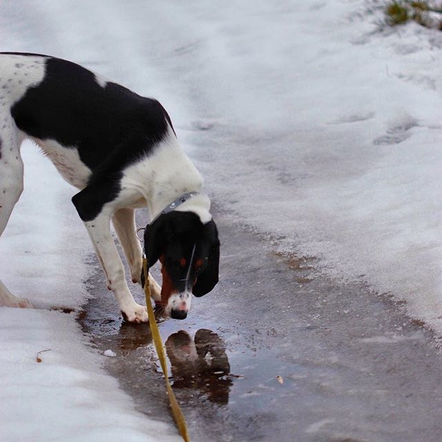 Kovaelis's tweet photo. Unexpexted meeting with one’s own self on a winter walk.
~~~~~~~~~~~~~~~~~
Nečekané setkání s vlastním já na procházce zimní moravskou krajinou.
~~~~~~~~~~~~~~
#bernskyhonic #bernesehound #winterwalk #prochajda #prochajdasepsem #zamrzlálouže #čejkovice #… https://t.co/m7T4raZpv3 https://t.co/JmqxvaYdEV