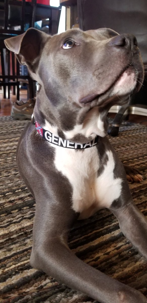 saleswisconsin's tweet photo. #general #lovedogs #custom #customdogcollars #customcollars #collarsUSA #armynavywisconsin #k9 https://t.co/hUvswT6DUr