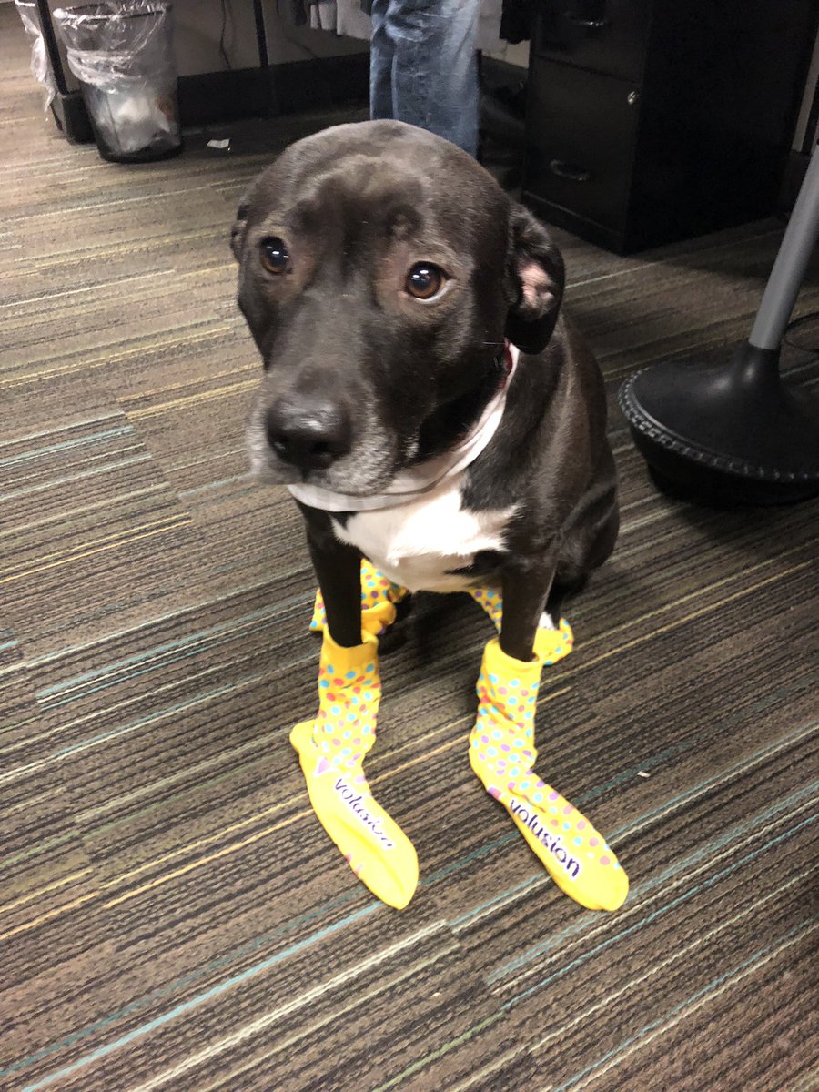 Reagan_Volusion's tweet photo. When your just too happy to get your Volusion Socks in! #volusionlife #ecommerce #dogday #volusion #labsoftwitter #mommysgirl #passionforfashion #SmallBusiness https://t.co/fjXrZy03VV