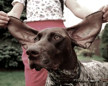 PghPetServices's tweet image. Fun fact Friday!! Did you know that if your dogs ears are rubbed a certain way, the nerves in their ears can actually release endorphins that can essentially send your dog to la-la land? Read more about Dogs Ears and Endorphins with the link below. #funfac qoo.ly/ung7y