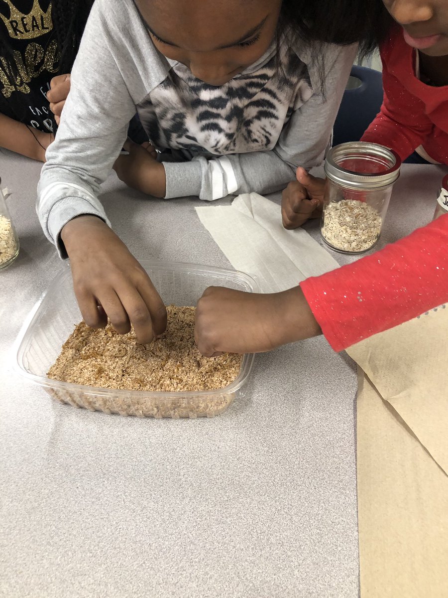 e_barchers's tweet photo. Learning animal life cycles with mealworms (part 2). #3rdgraderocks @HMC1MeYouUs @MrsStalkerHMC @CompassHMC1 @HMC1Proud https://t.co/5DdTNFNdn6