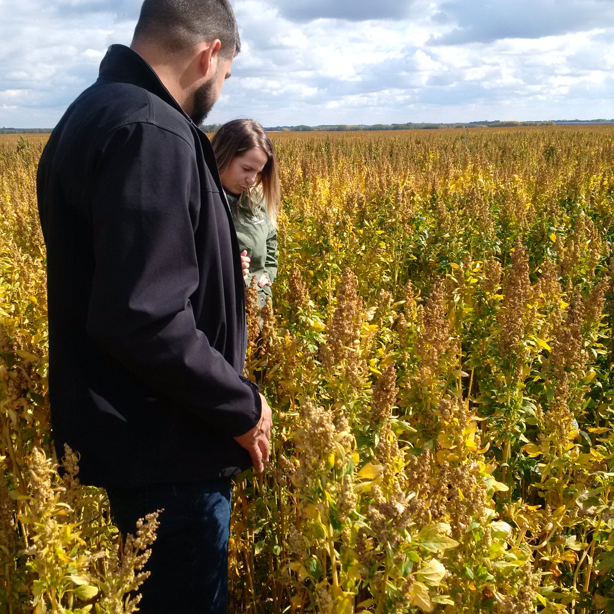 LeanderCampbell's tweet photo. Back when #TwitterlessPatrick & me traveled #SKag in Sept we were able to meet with Kaila Hamilton of @NorQuinAgronomy (thx @Flad02 !) & collect some example quinoa fields (black dots). Those (& a few other) fields are visible in #cropmap18 (highlighted in red). #newcropdata https://t.co/Uzc7axJGd0