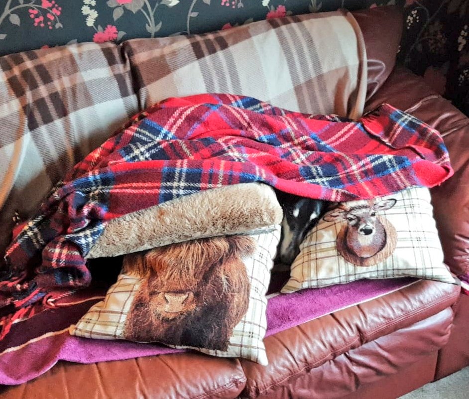 GillGreig's tweet photo. Spot the Saluki
#ChilliSaluki #dogsoftwitter #saluki #greyhound #longdog #sighthound #sighthoundsofscotland #comfy #sleepydog #dugsofScotland #sofahound https://t.co/1UM2DFfae7