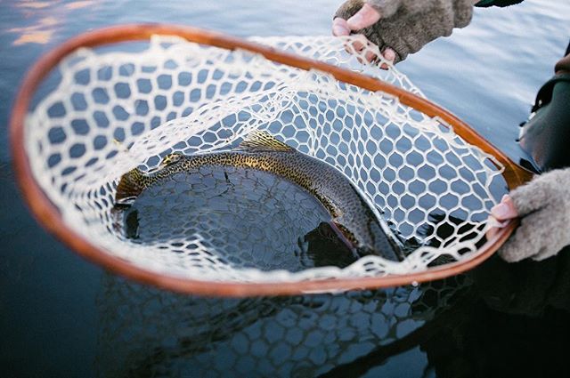 Anyone else get Frozen’s “Let it Go” stuck in their head fishing lately? Just me? Okay. 😅❄️ #catchandrelease 
#flyfishing #letitgo #winter #rainbow #north40flyshop #getoutside #wildernessculture #adventureisoutthere #forgettheforecast