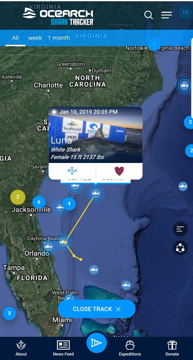 WhiteSharkLuna's tweet photo. Headed out here near the Gulf Stream to see what's available! π Any #FinFriends want to meet up for lunch? https://t.co/LooTjrd9Gg