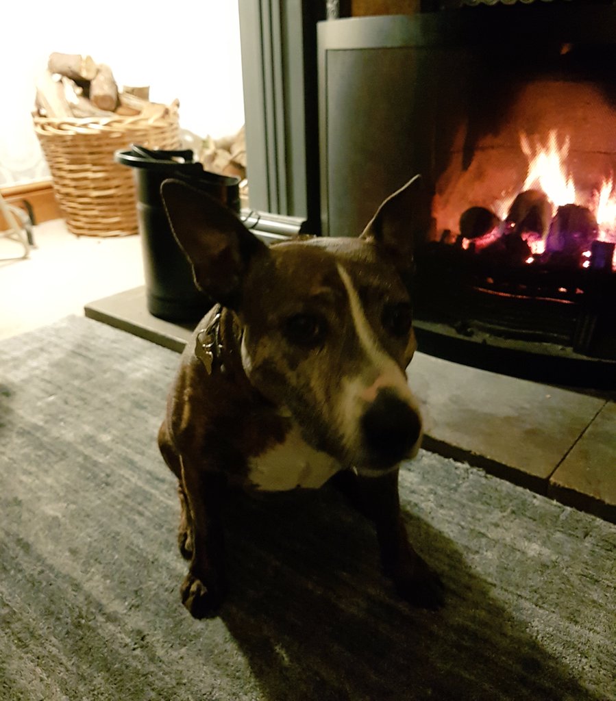 LottieSpots's tweet photo. My stick/log collection has been chopped and providing tonights roaring fire #fridaynight #cosy #ipaymyway #stickcollector #DogsofTwitter #staffie #AdoptDontShop https://t.co/eP4AWjfXaU
