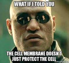 MembraneG's tweet photo. Only the best organelle has multiple functions. Vote @MembraneG on January 15!! #Vote4us #RHSOrganelleWars #MEMGANG #ProtectThisCell 💪🛡️💯🗳️ https://t.co/9WeXDAR2cb