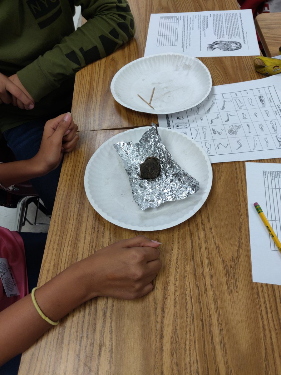 Investigating owl pellets @CollierScience #digestivesystems #onrwy2nA