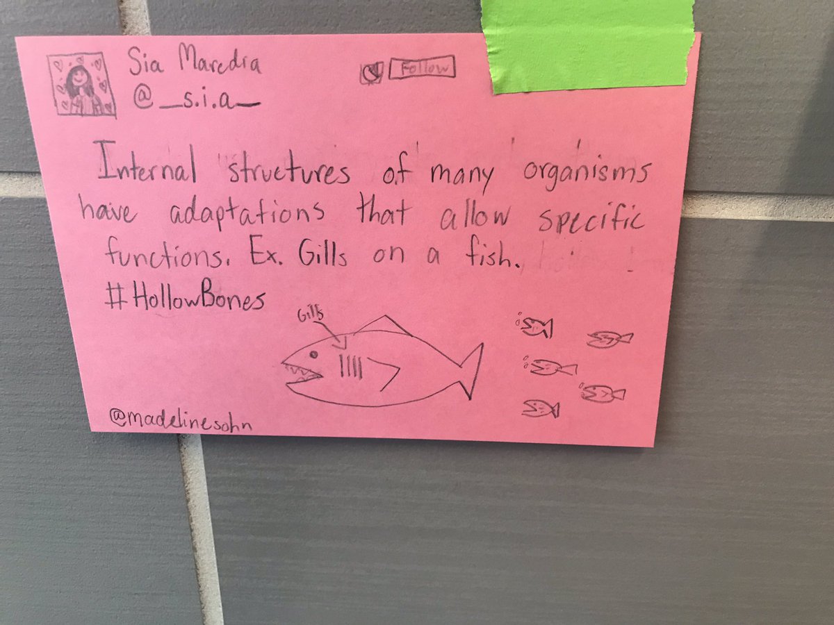 baumel_dawn's tweet image. 7th Scientists @HofiusKISD posting their Tabletop Tweets @lead4wardsci for adaptations #soaringinscience