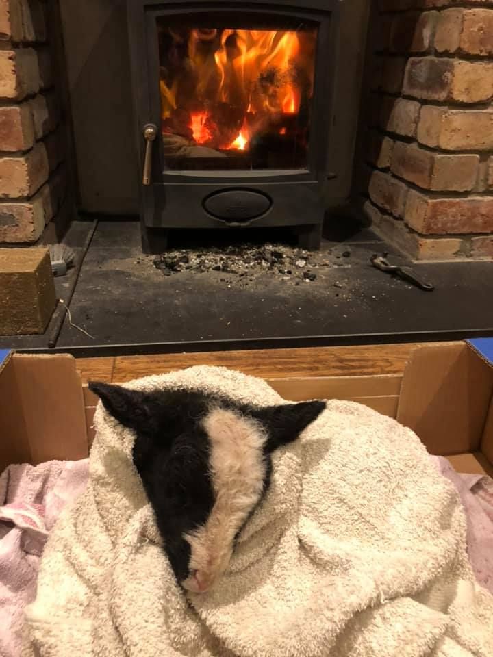 EdWoodFuel's tweet photo. It's not just humans, cats and dogs that get to enjoy a roaring fire... take a look at this little guy keeping warm this winter! 🐑

Photo by Hatton Zwartbles https://t.co/7VeZXw7AQL