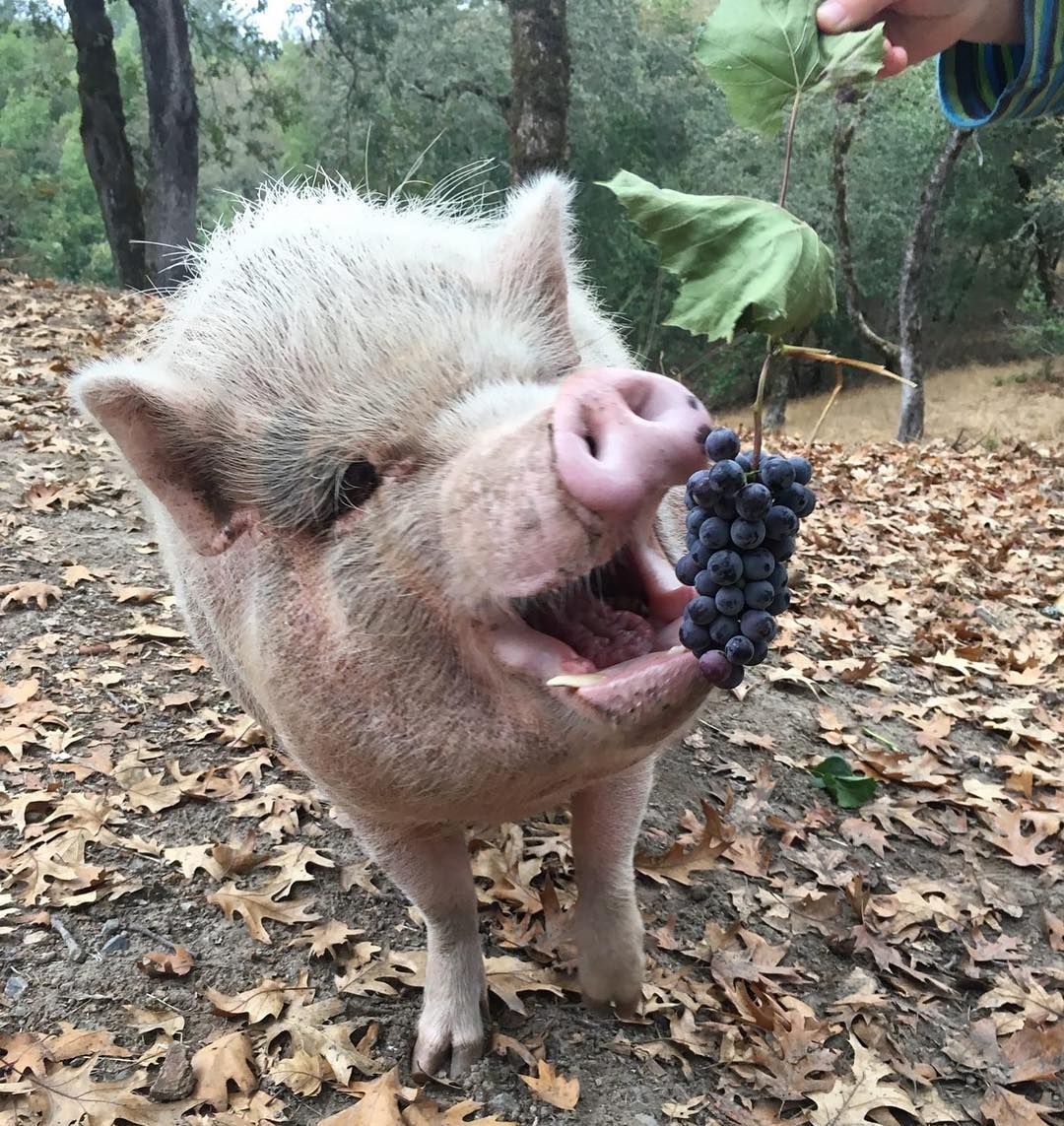 Iron Horse Vineyards tweet media