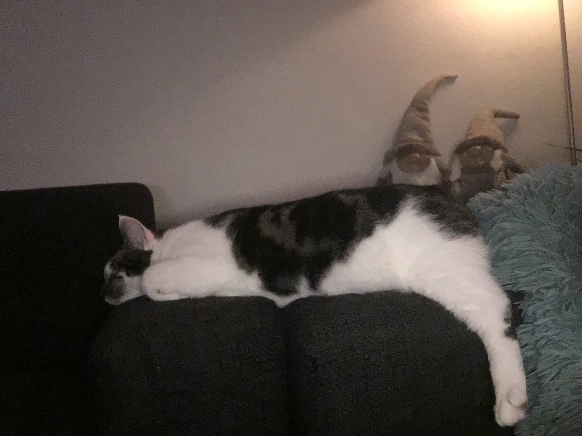 laiverd91's tweet photo. Lekker hangen over twee leuningen van de bank #muppiekandat #hangkat #relaxen 😍😍😍 https://t.co/DOZKSKim4w
