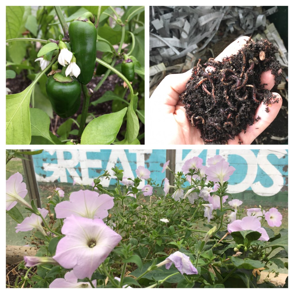 FriendsGKF's tweet photo. It's #FarmPhotoFriday! The forecast may be calling for snow, but here at Great Kids Farm the plants are growing and worms are a'wigglin'! โ๏ธ๐จ๐ท๐ถ๐ (#weneedawormemoji) https://t.co/E1S84O1dfC