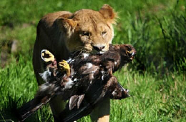 The Eagles are coming.

⏰ 11:15
Silksworth 3G
🦁 V 🦅

@SunderlandNFC