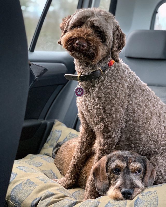 weewiryone's tweet photo. When there’s a whole back seat in the car, and you even brought your own bed so as not to cramp her space, so that you’d both have your own car snugglin’ ‘zones’, but no, even that’s not enough ~ Bracken. 
_ 
With Queen B ♡ @bettingtonbear 
_
#whenfr… https://t.co/sImzVxrPWm https://t.co/Moz0eyyL4b