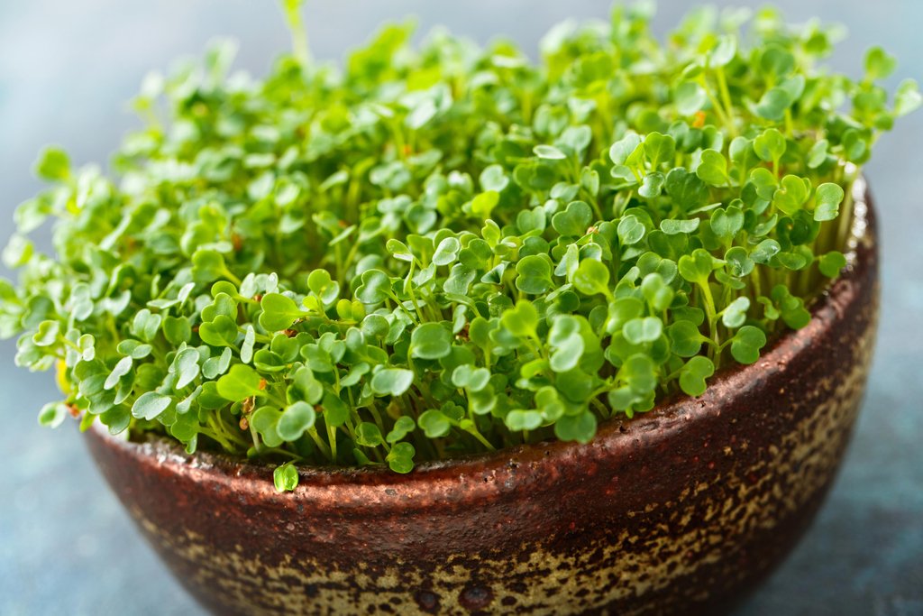 TrueLeafMarket's tweet photo. Ever heard of microgreens and wondered what they are? Read about them on our blog! Idiots Guide to Microgreens.
#microgreens #microgreen #superfood #growyourown #sustainableagriculture #healthyfood #growfood #beautifulfood #orgainic #trueleafmarket
https://t.co/8X7UPRYlDW https://t.co/50NV1ISwPQ