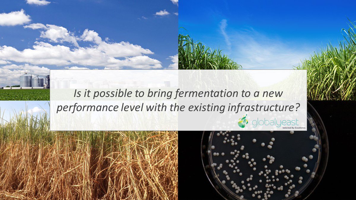 GlobalYeast's tweet photo. Is it possible to bring fermentation to a new performance level with existing infrastructure? Our recent innovation partnership with @KevinVerstrepen will research this question and reinforces the commitment of GlobalYeast to provide solutions to industrial fermentation. https://t.co/Np70tOFNtd