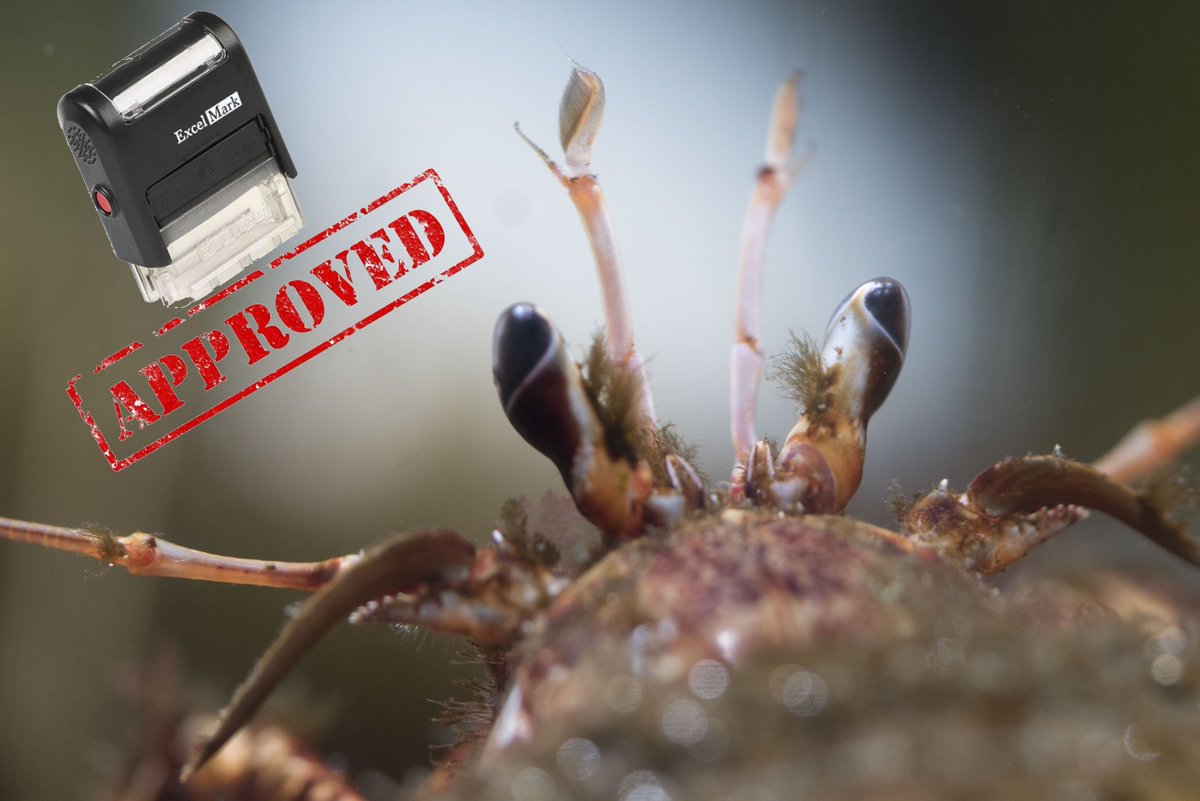 Ah yes, permit crab says you may proceed. #typoaspecies