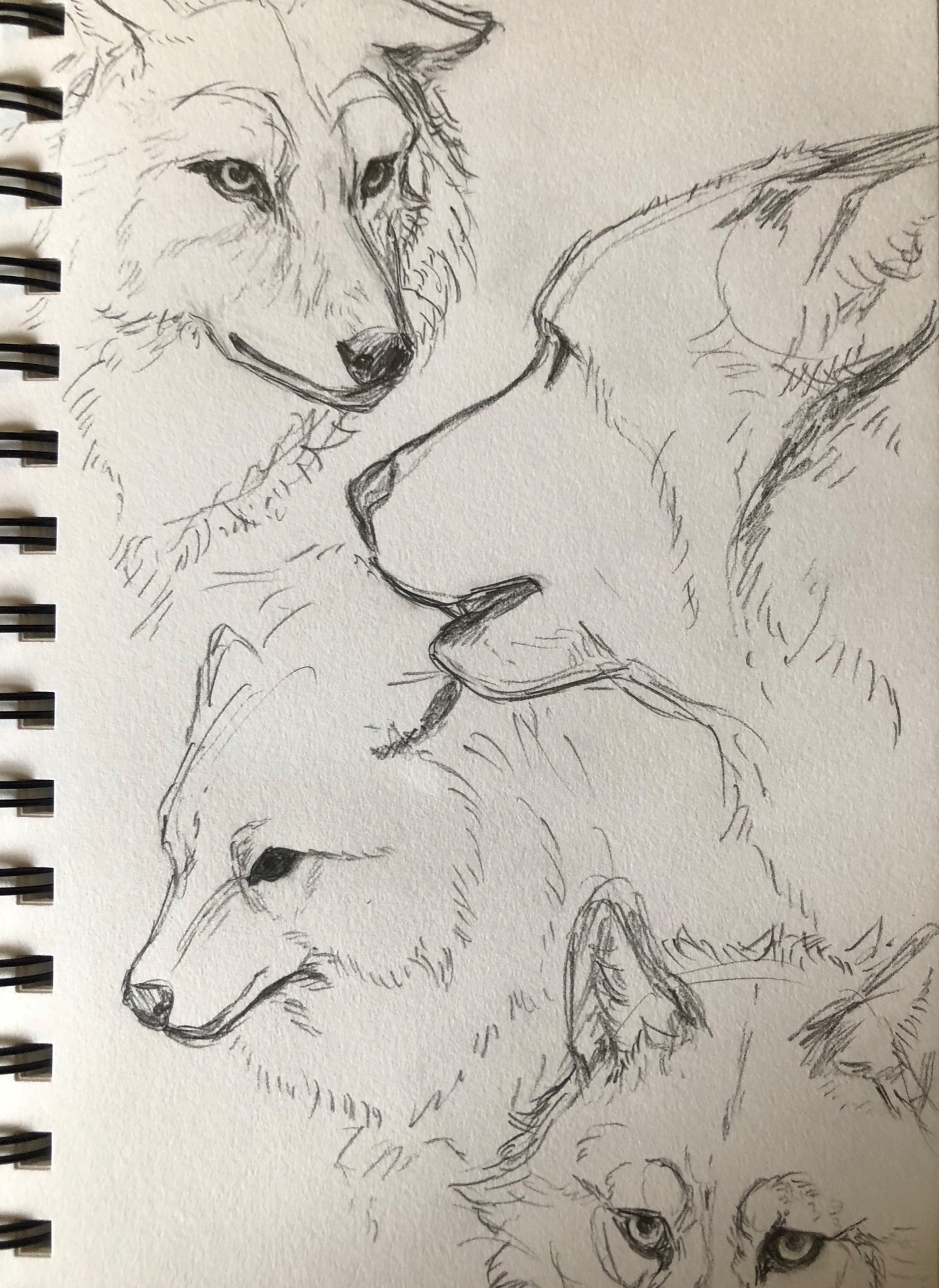 Wolf Sketch Art