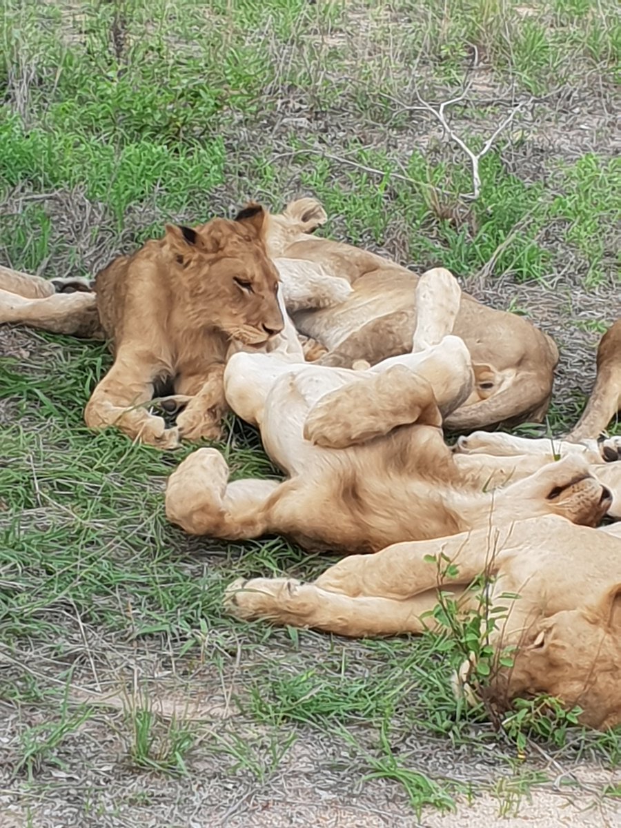 Honeymoon highlights #alfrescodining #safari #kruger