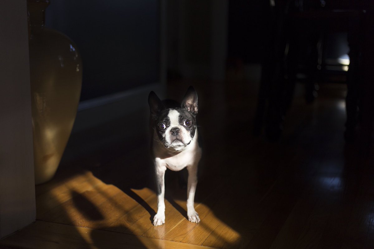 This baby girl is starting to feel herself again, after a few tough weeks. Lots of doctor appointments, meds and surgery. She was a trooper through it all! ❤️#sweetestbaby #BostonTerrier #cutestdog @bterrierdogs